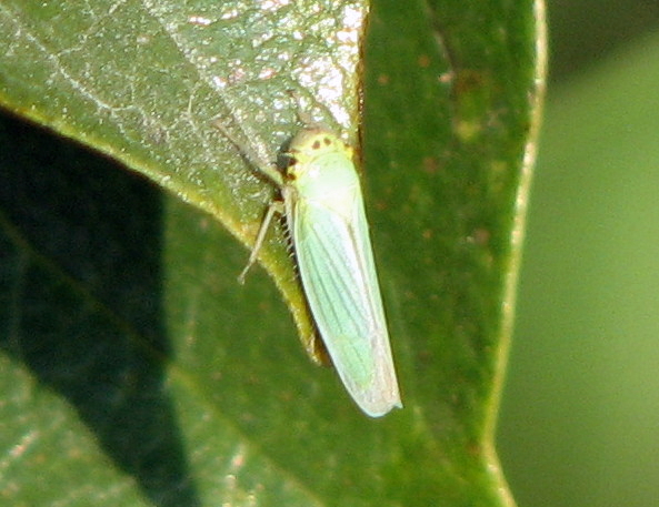 Cicadella viridis